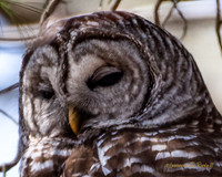 Barred Owl keeping an eye on me