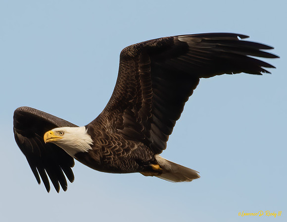 Bald Eagle Hopkins Mills, RI