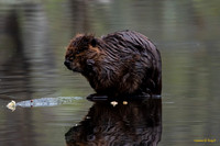 This Beaver swam around near me for a few minutes before it decide to rest here