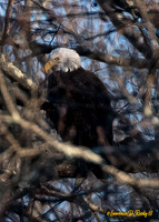 Bald Eagle lurks in the woods, overlooking the pond
