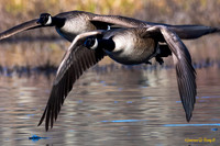 A pair of Canadian Geese flying low over a pond in Foster, RI
