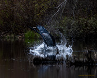 Great Blue Heron Fishing