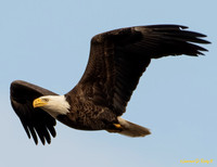 I could see the wings reflection in the water, the Bald Eagle was heading right towards me