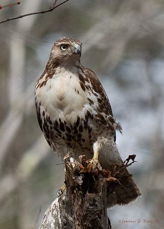 Hawk