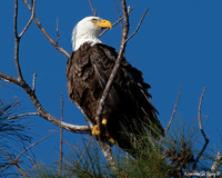 Nature/Wildlife