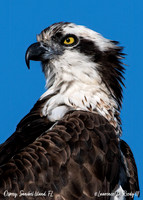 This Osprey was seen on Sanibel Island at Ding Darling Nature Preserve