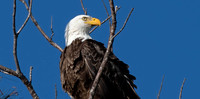 Bald Eagle in Fort Myers, FL