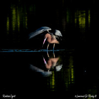 This Reddish Egret is amazing, not much editing here.  Great photo!! Captured at Sanibel Island;