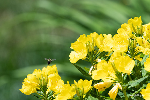 Bee