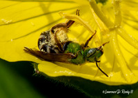 Sweet Bee collects pollen on this beautiful June day 6/12/2020