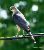 A Coopers Hawk watches over the neighborhood.  Certainly looking for some food!