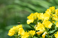 Bee takes off with a free load of pollen.