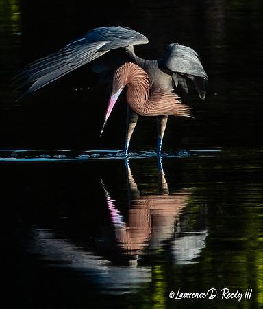 Reddish Egret
