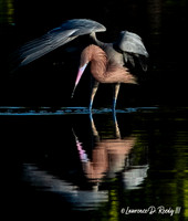 ReddishEgret-CloseUp