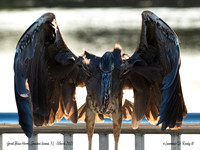 As menacing as this Great Blue Heron seems in the picture, it was very friendly.