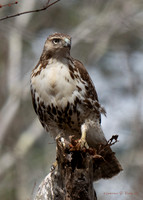 Driving home we saw this Red Tailed Hawk fly across the road.  The hawk had a meal with it.