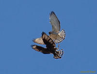 Dueling Hawks