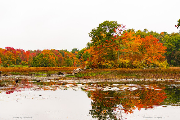 Fall Foliage peak!!  Wow!!!!  I love this photo, such contrast.  Foster, RI.