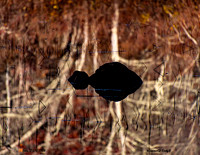Still Reflections
