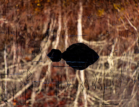 Still Reflections