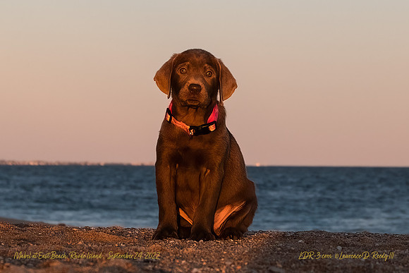 Mabel at East Beach, RI Sept 24, 2022 version 2