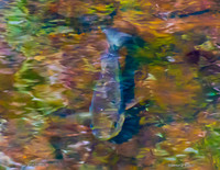 Slight adjustment of colors made this really cool psychedelic fish!!!