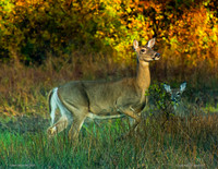These deer popped out of the woods while I was sitting at a pond.  There were 3 of them!!