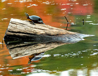 Turtle On a Log in Autumn