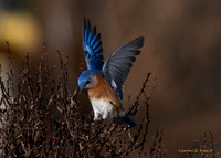 Eastern Bluebird