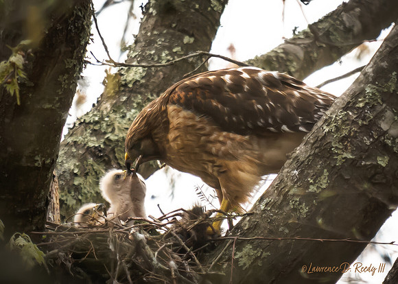 Red Shouldered Hawk Feeding Babies